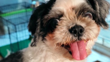 IIPE 2022 Pet Expo ICE BSD