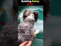 Ranking funny pets 🐶  #funny #hilariousfails #fail #failgag #fails #memes #funnymoments