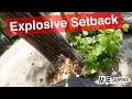 Explosive Setback