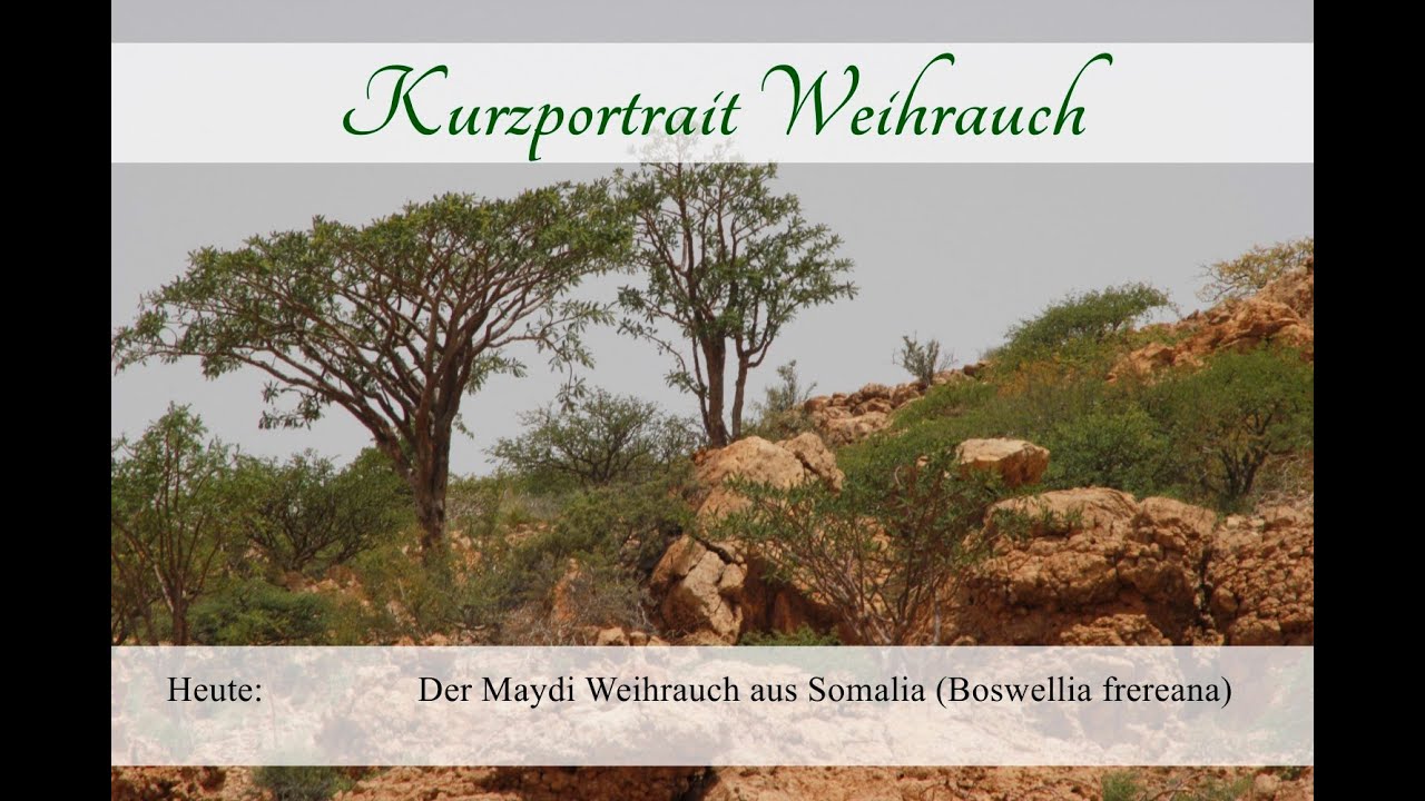 Weihrauch Maydi Mushaad (Boswellia Frereana) 1. Qualität Aus Puntland - 25g, Königsweihrauch Zum Räuchern