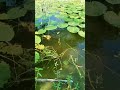 Hook fishing video in the river .#shorts #fishing #fishingrod #hook_fishing #মাছধরা