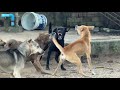 Omg black dog fights with two dog