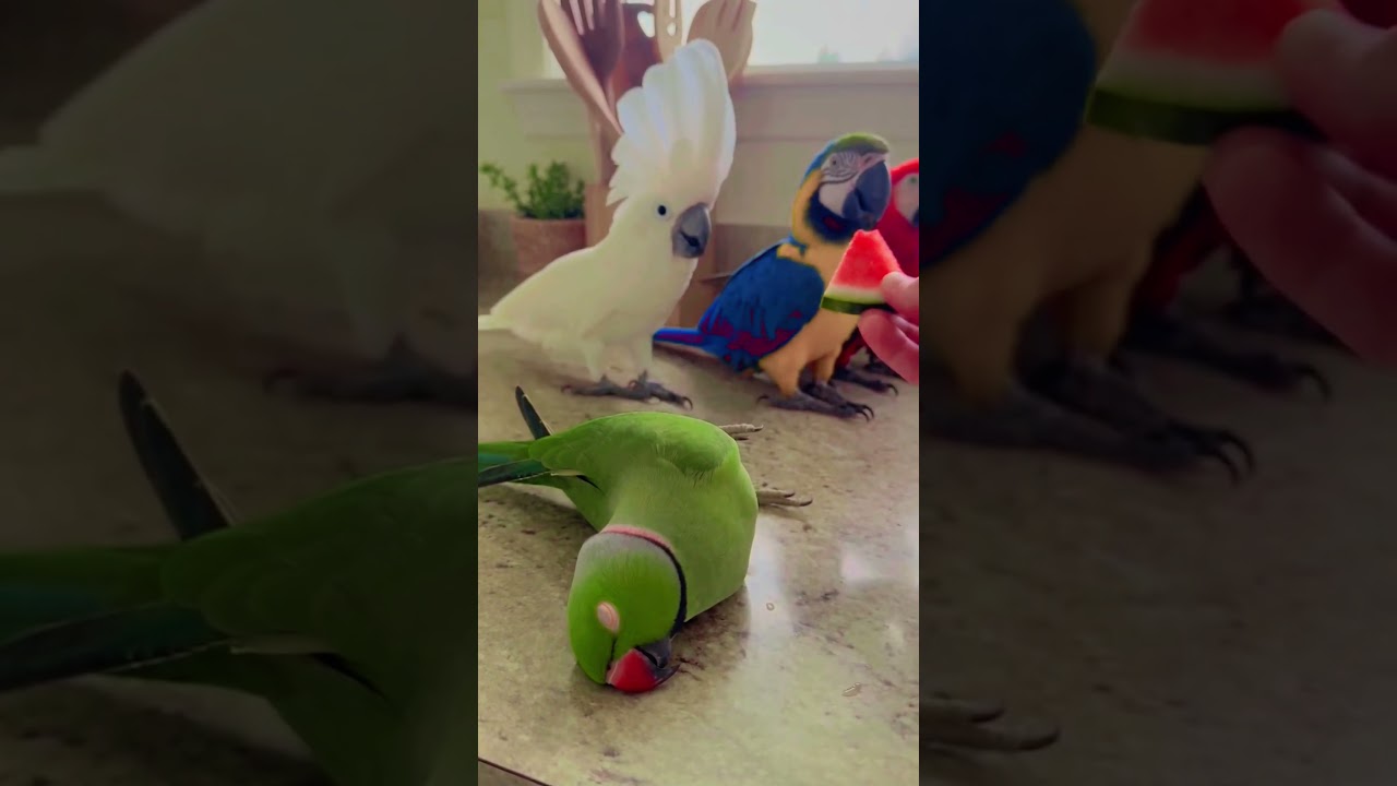 Kitna chalak hota hai is video ko pura jarur dekhen like share jarur Karen #indiantelevision #video