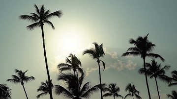 Witness Breathtaking Beauty When You See These Palm Trees Before Sunset! B-Roll