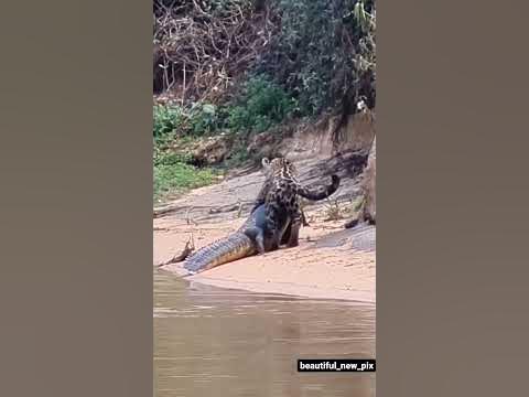 Tiger vs Crocodile - YouTube