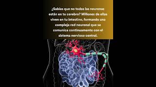 ¡Las neuronas!