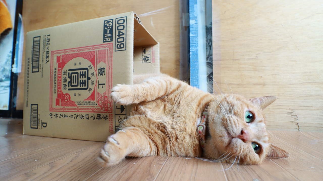 宝焼酎の箱と猫 box and cat 260721 - YouTube