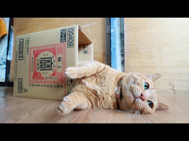 猫箱 宝焼酎の箱と猫 box and cat 260721 - YouTube