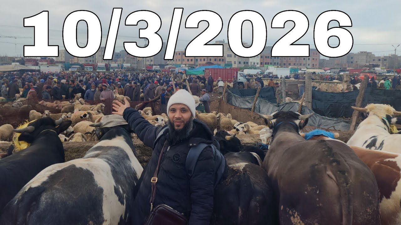 مباشرة من سوق ثلاث سيدي بنور الخروف الكسابي والحولي والحولية والنعجة والابقار تاريخ 10/3/2026 يستحق 