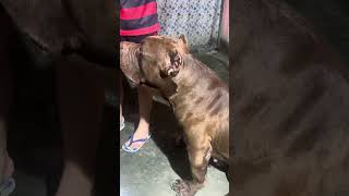 Pitbull love ❤️ #lekthebestkennel