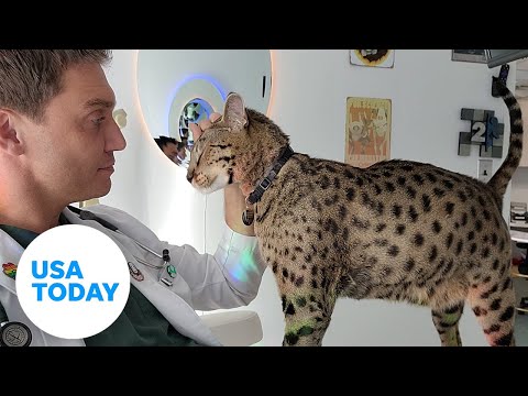 Cat named world's tallest domestic feline | USA TODAY