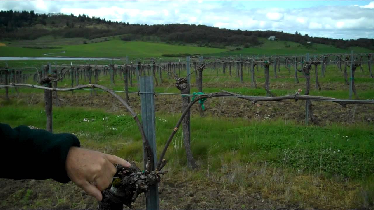 Vineyard Vids - Bud Break