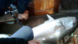 Jigging Antalya 35 Kg Kuzu,Amberjack Senol Yener Antalyafishing.com