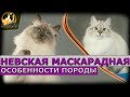 Невская маскарадная - особенности породы