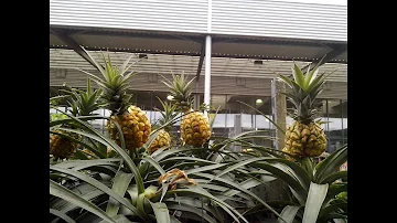 Jak připravit ananas?