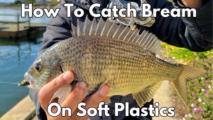 Starlo's five top tips for catching Bream on Squidgies