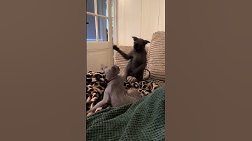 Two sphynx cats get into a noisy slap fight