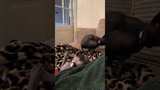 Two sphynx cats get into a noisy slap fight