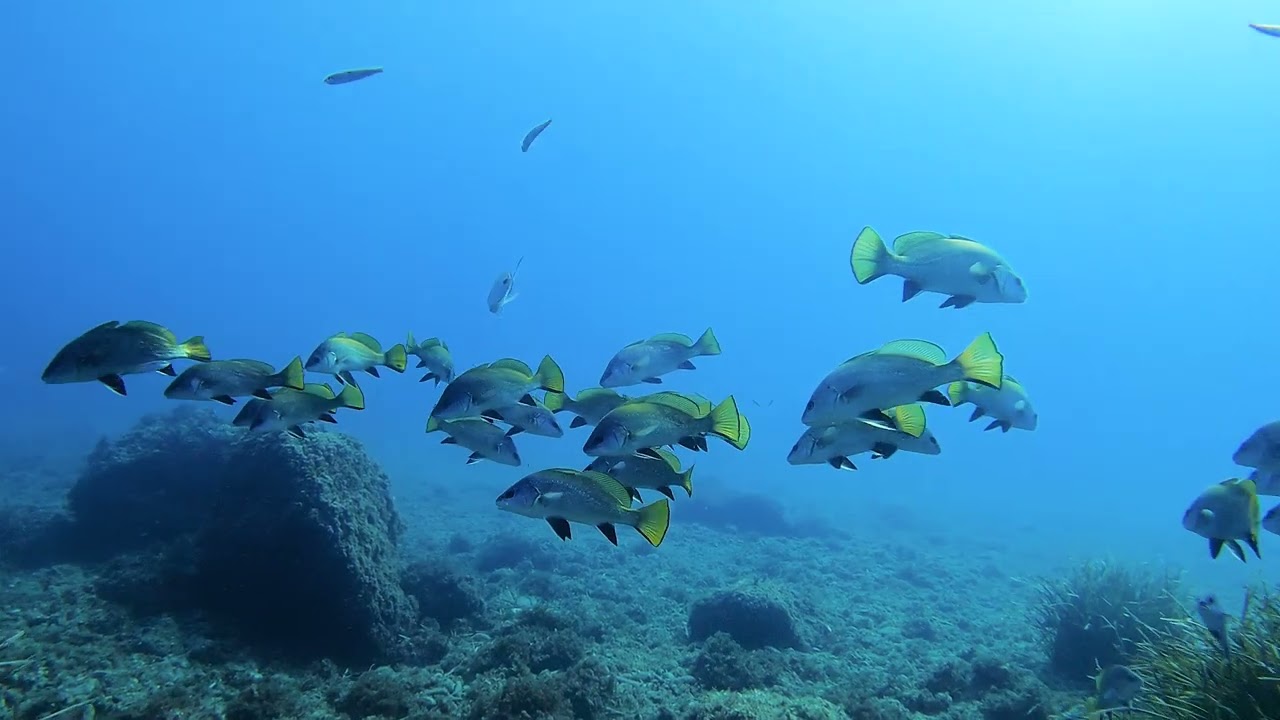 Almería Activa Eventos 2022. Almería Submarina 2022