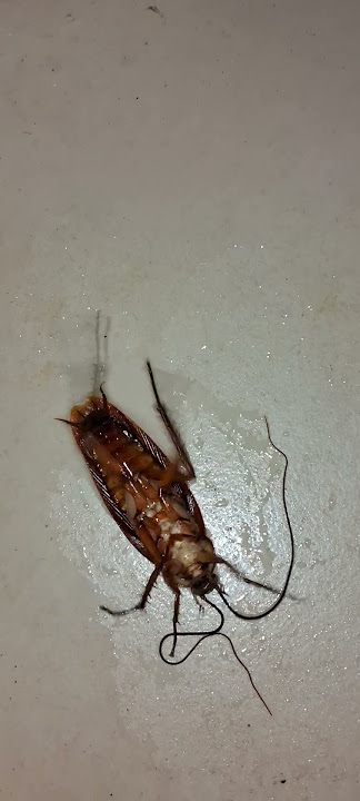 Cockroach 🪳 #insects #unfrezzmyaccount #youtubeshorts