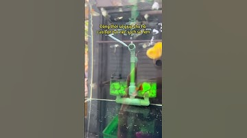 Công dụng của ốc táo trong việc nuôi cá