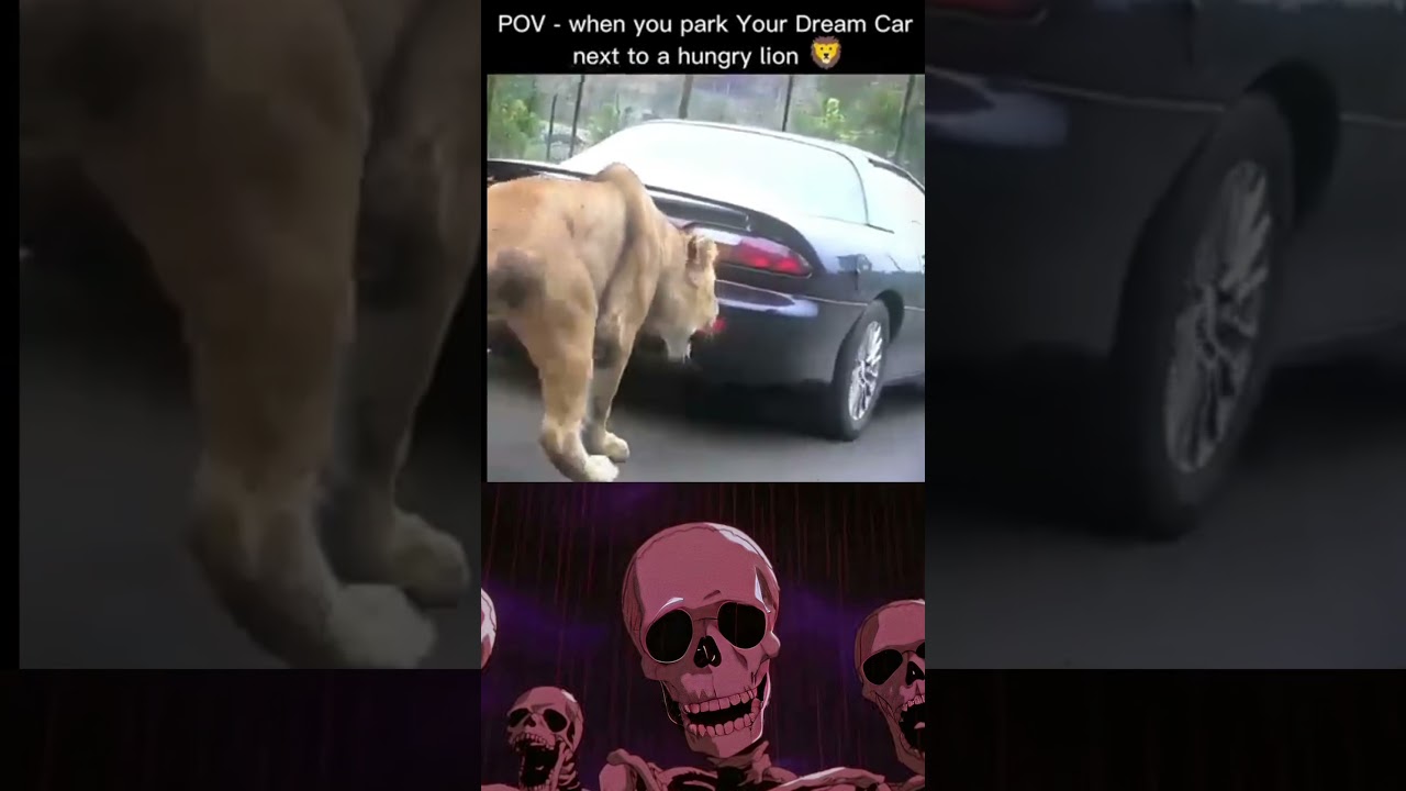 lionattack human lion attack 🚗 save the man😯😨