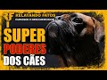 12 Super Poderes dos cães que você precisa saber