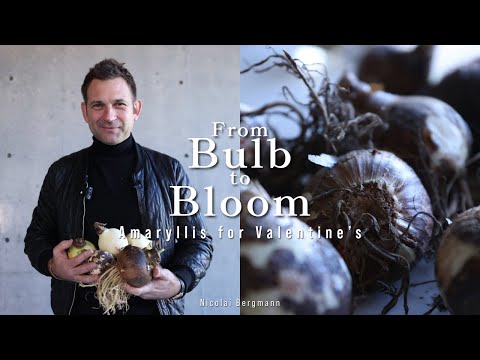 Create Three Unique Amaryllis Bulb Arrangements with Nicolai Bergmannのサムネイル