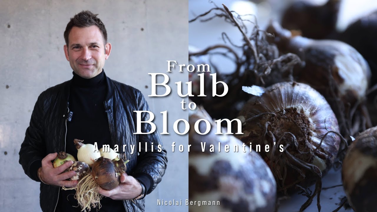 Create Three Unique Amaryllis Bulb Arrangements with Nicolai Bergmann