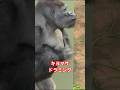 Kiyomasa, A cool and cute gorilla #gorilla @drumming