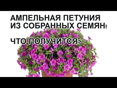 Video: Frillitunia (26 Foto's): Hoe Verskil Dit Van Petunia? Kenmerke Van Plant En Versorging. Beskrywing Van Frillithunium 