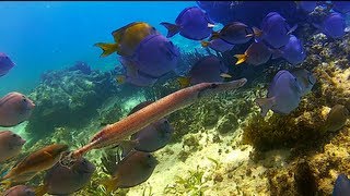 Snorkeling in Spooky Channel   Roatan, Honduras 2013