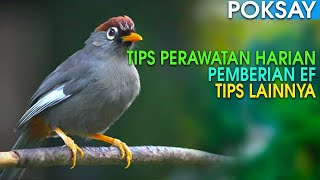 DAILY CARE TIPS FOR MANDARIN POKSAY TO MAKE IT SOUND MAXIMUM ALL DAY LONG