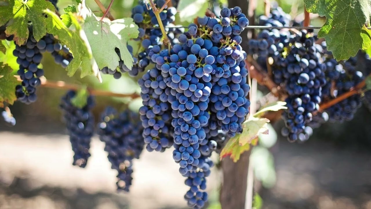 Homilia - 6 marca, 2026 -  Walka o winnicę - moją duszę