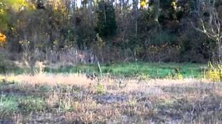 274 WACO HEIGHTS RD video tour