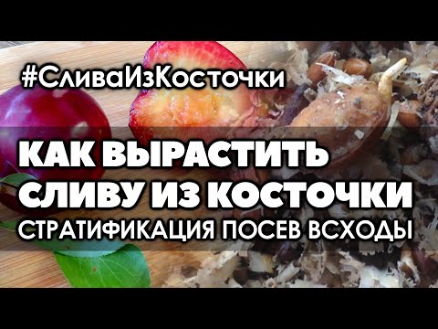 Вопрос: Как вырастить лимон дома из косточки, когда он будет плодоность?