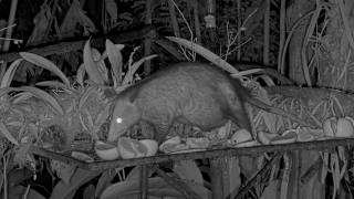 Baby Opossums Spotted In Moms Pouch On Panama Fruit Feeder Cam | July 27, 2026