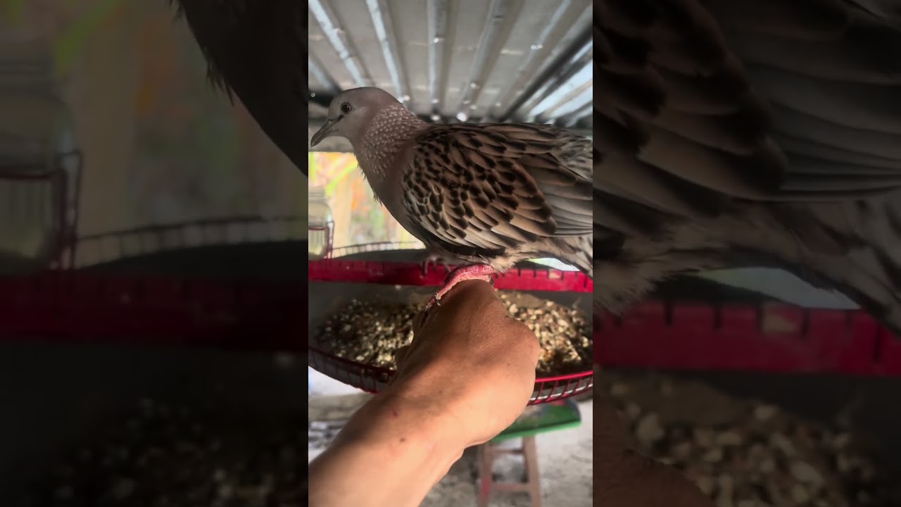 Anh em coi em nào được Zalo (0917393912)