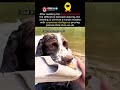this dog just proved he is smarter than his owners with one genius move #dogintelligence