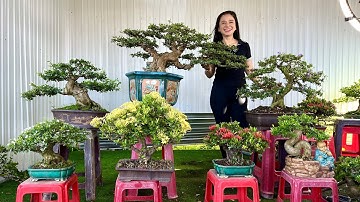 Cây cảnh bonsai dáng chuẩn nhiều chủng loại GL29/4 #0356731116 nhà vườn MXL
