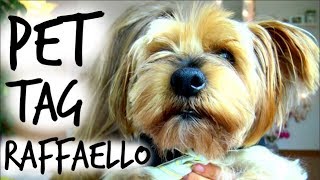 видео: PET TAG: Моето Кученце Рафи/Ася Енева/PET TAG: My Dog Raffi/Asya Eneva картинка: PET TAG: Моето Кученце Рафи/Ася Енева/PET TAG: My Dog Raffi/Asya Eneva