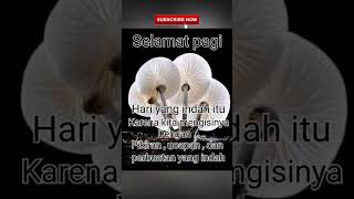 Download Lagu Selamat Pagi Untuk Hari Yang indah #videoshort #caption #whatsappstatus #storywa #selamatpagi MP3