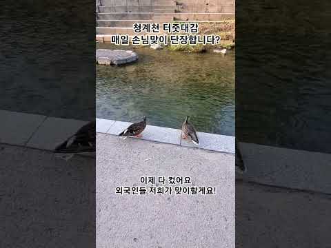 청계천 지킴이들! 매일 운동하다 보지만 볼때마다 새롭다#청계천#서울#종로#오리#즐거움#운동#산책#먹거리