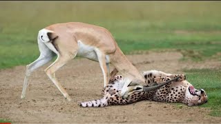 WORLD S FASTEST ANIMALS FAIL  Grant s Gazzele Take Down Cheetah With Horns  Lion Hunt Imapala Fail72