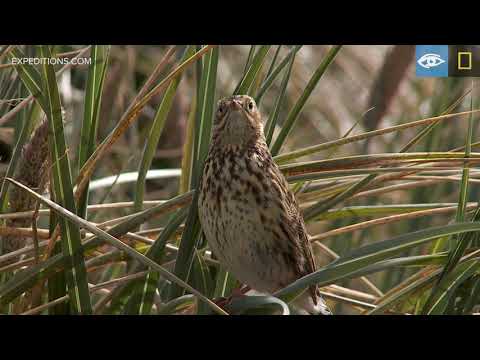 Ilang Yayan Jatnika - Cover by Cheppy Zamani feat Pipit Safitri | Bajidor Live Session
