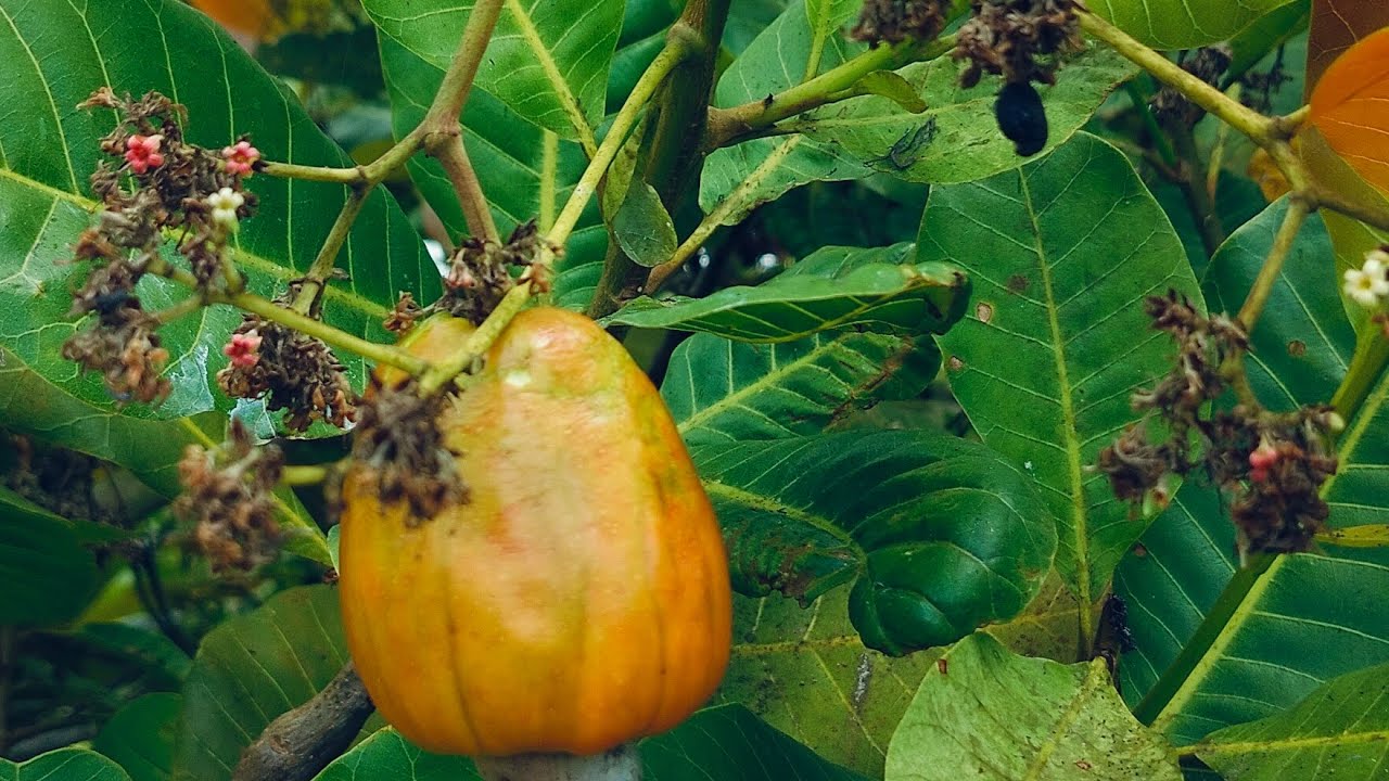 Procurando um ninho de# passarinho e encontrei um 