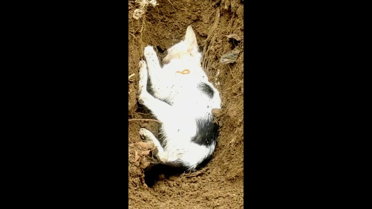Image showcasing Burying a dead cat that I found right in front of the ho - YouTube