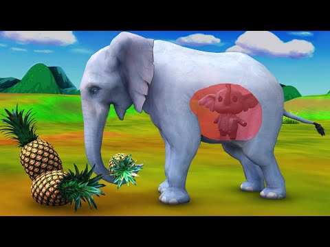 वीडियो: हाथी किससे डरते हैं?