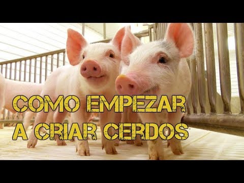 Como empezar a criar cerdos sencillos pasos - Luis Alberto