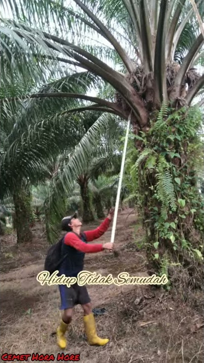 Story wa || Hidup Tidak Semudah Cocote Mario Teguh (SAWIT KALIMANTAN)